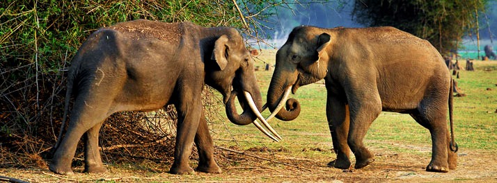 468/Orange County - Kabini - 20.jpg